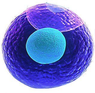 Stem Cells Βλαστοκύτταρα ΕΦΗ ΡΟΜΠΟΤΗ - EFI ROBOTI ΜΑΙΕΥΤΗΡΑΣ-ΧΕΙΡΟΥΡΓΟΣ ΓΥΝΑΙΚΟΛΟΓΟΣ GYNAECOLOGIST – OBSTETRICIAN