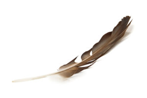Feather Cosmetic Gynecology