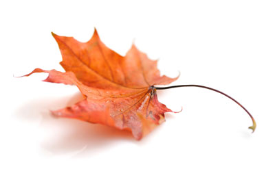 Autumn leaf. Antiaging